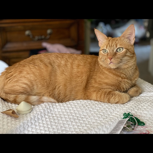 Meet your Posher, Yulisa - Picture 1 of 1